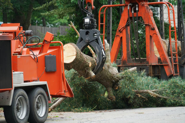  Anacortes, WA Tree Service Pros